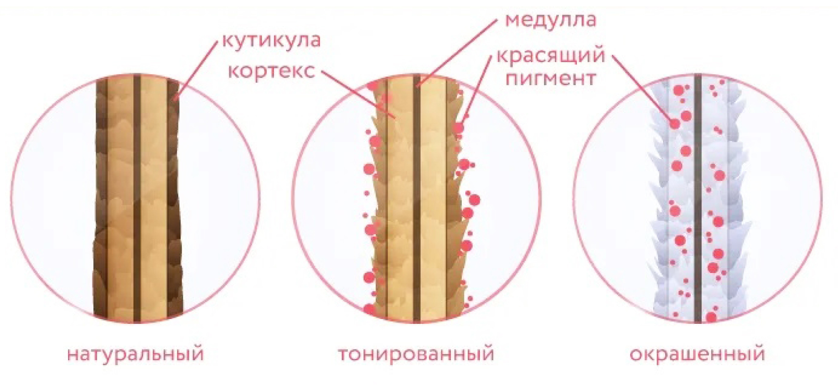 Структура нормального, тонированного и окрашенного волоса